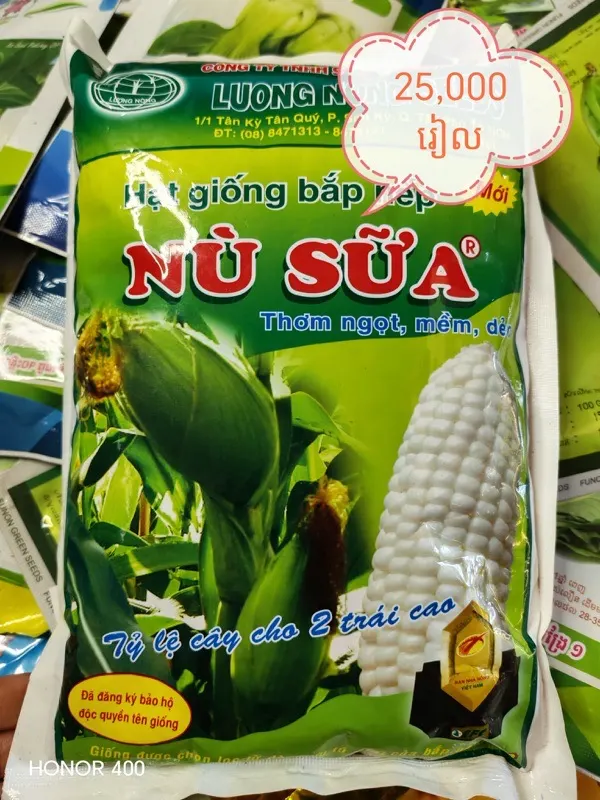 ពោតកន្តុល